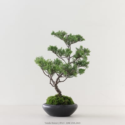 系魚川真柏｜IP5213