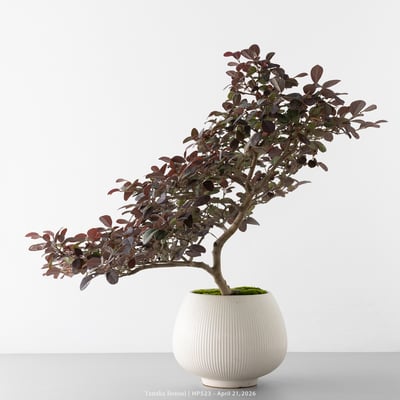 紅花繼木｜HP5236