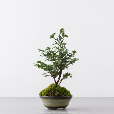 日本青檜｜COP5235