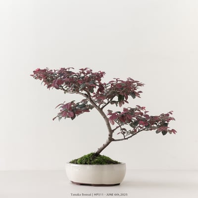 紅花繼木｜HP5116