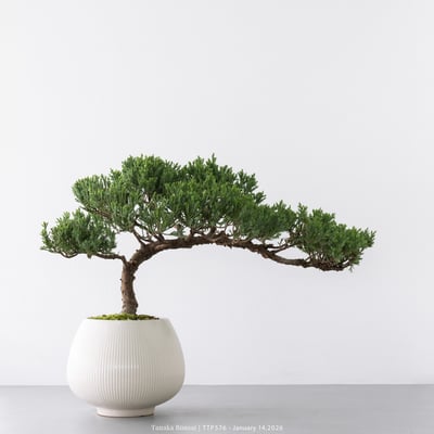 臺灣真柏｜TTP5764