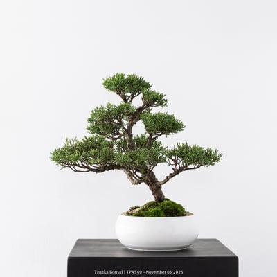 紀州真柏｜TPA5401