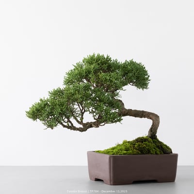 紀州真柏｜TP7843