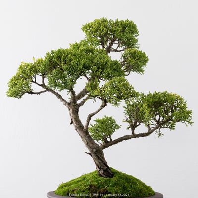 紀州真柏｜TPA5512