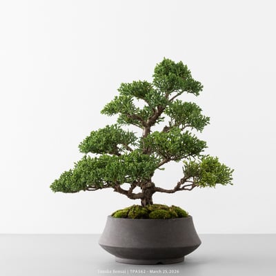 紀州真柏｜TPA5624