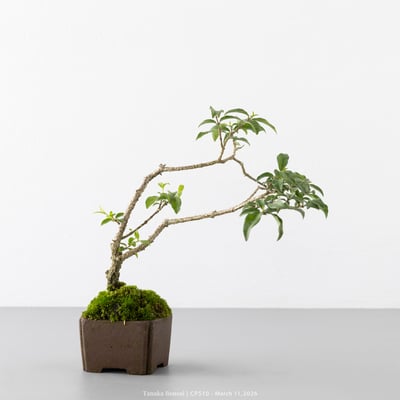 李氏櫻桃｜CP5103