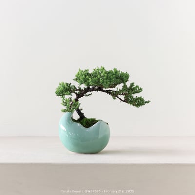 【官網限定】珍珠柏｜OWSP5054