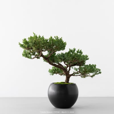 臺灣真柏｜TTP5813