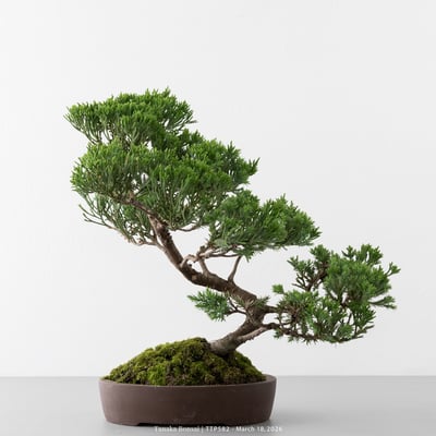 臺灣真柏｜TTP5821