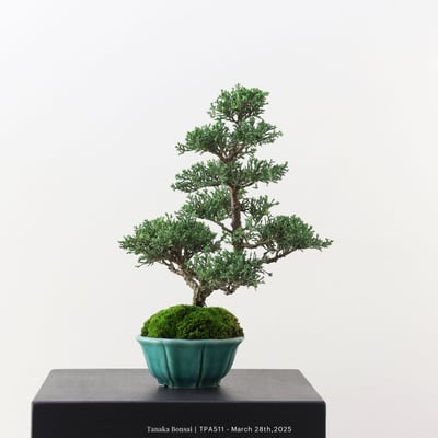 紀州真柏｜TPA5111