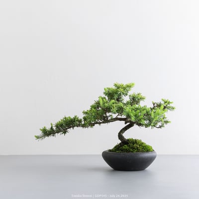 黃金杜松｜GDP5453