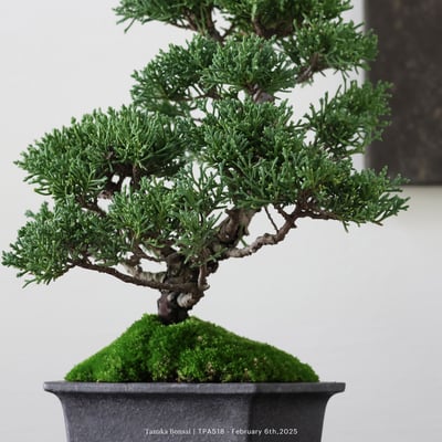 紀州真柏｜TPA5187