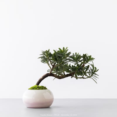 晶鑽羅漢松｜FP5268