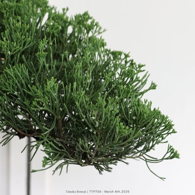 台灣真柏｜TTP7097