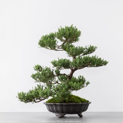 台灣真柏｜TTP7345