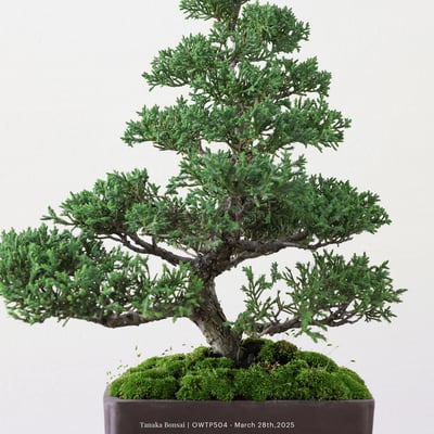 【官網限定】紀州真柏｜OWTP5042