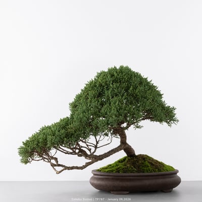 紀州真柏｜TP7877