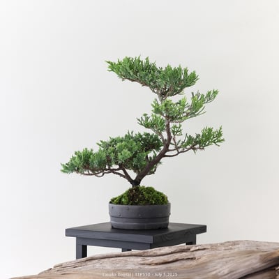 台灣真柏｜TTP5505