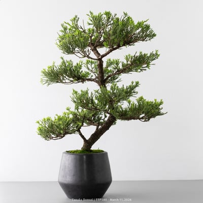 臺灣真柏｜TTP5805