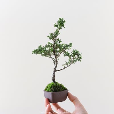 系魚川真柏｜IP5144