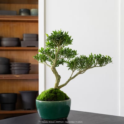 雀舌黃楊｜BHP5234