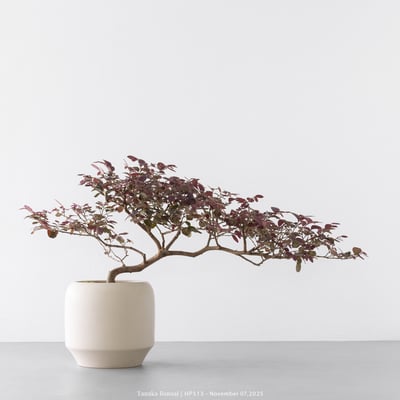 紅花繼木｜HP5131