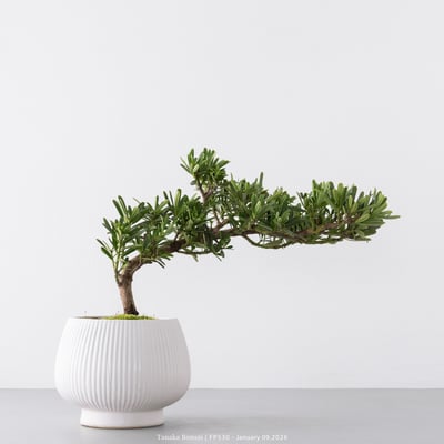 晶鑽羅漢松｜FP5303