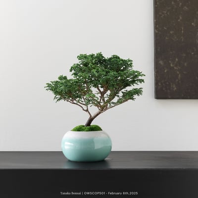 【官網限定】姬檜木｜OWSCOP5016