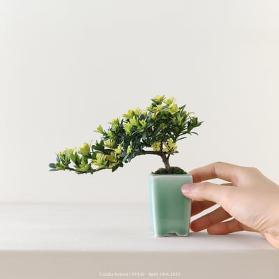 米葉羅漢松｜FP5201