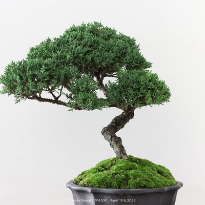 紀州真柏｜TPA5303