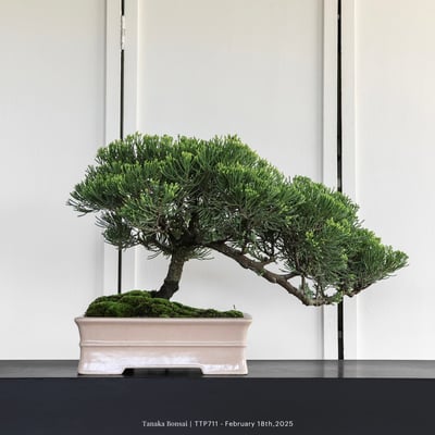 台灣真柏｜TTP7114