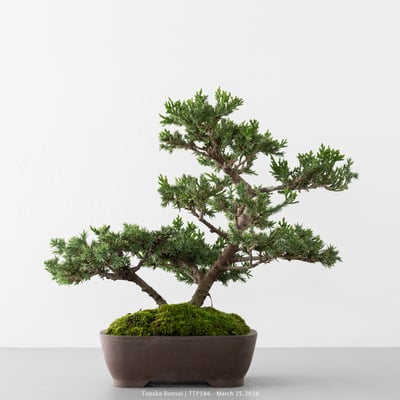 臺灣真柏｜TTP5861