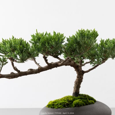 臺灣真柏｜TTP5908