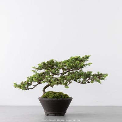 黃金杜松｜GDP5465