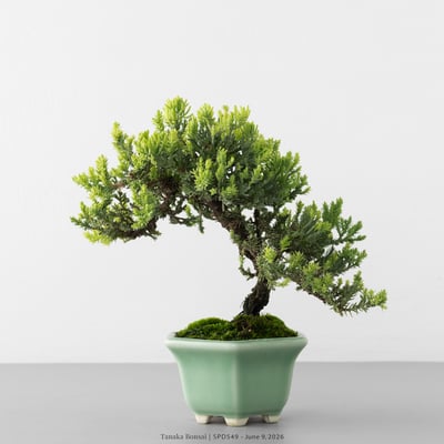珍珠柏｜SPD5494