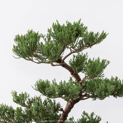 台灣真柏｜TTP7348