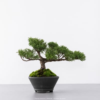 紀州真柏｜TPA5383