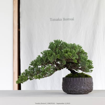 【官網限定】珍珠柏｜OWSP5027