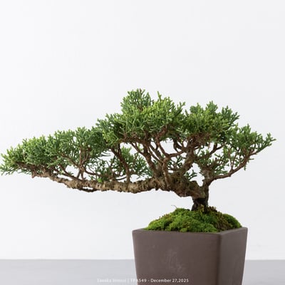 紀州真柏｜TPA5498