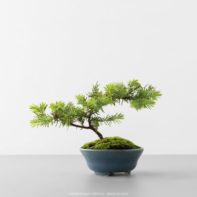 黃金杜松｜GDP5527