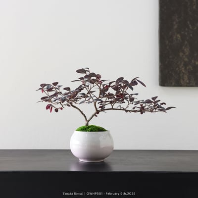 【官網限定】紅花繼木｜OWHP5013