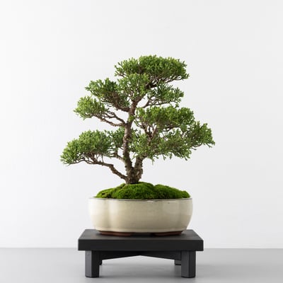 Square Wood Stand｜方形盆景陳列座9