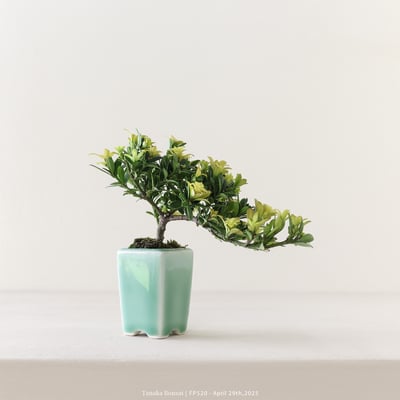 米葉羅漢松｜FP5204