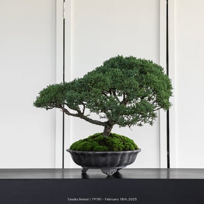 紀州真柏｜TP7812