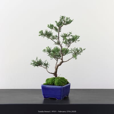 系魚川真柏｜IP5116