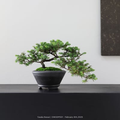 【官網限定】黃金杜松｜OWGDP5012