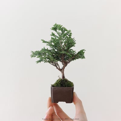 日本青檜｜COP5374