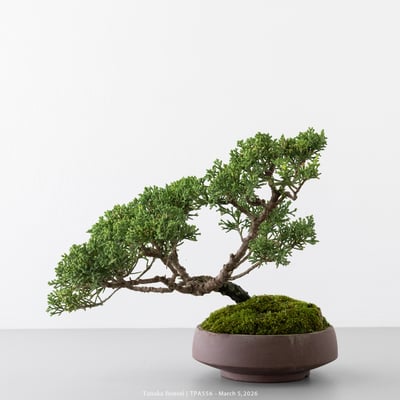 紀州真柏｜TPA5565