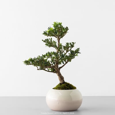 綠鑽羅漢松｜GPP5166