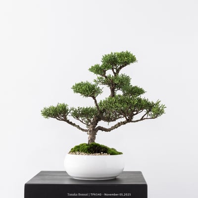 紀州真柏｜TPA5406